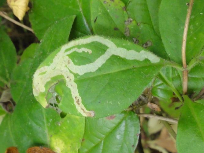 Mine de Phytomyza lonicerae sur une feuille de Chèvrefeuille © JOURDE Rémi