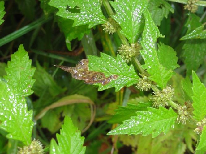 Mine de Phytomyza lycopi sur une feuille de Lycope d'Europe © JOURDE Rémi