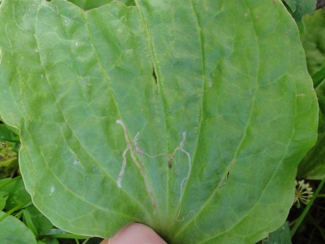 Mine de Phytomyza plantaginis sur une feuille de Plantain © JOURDE Rémi