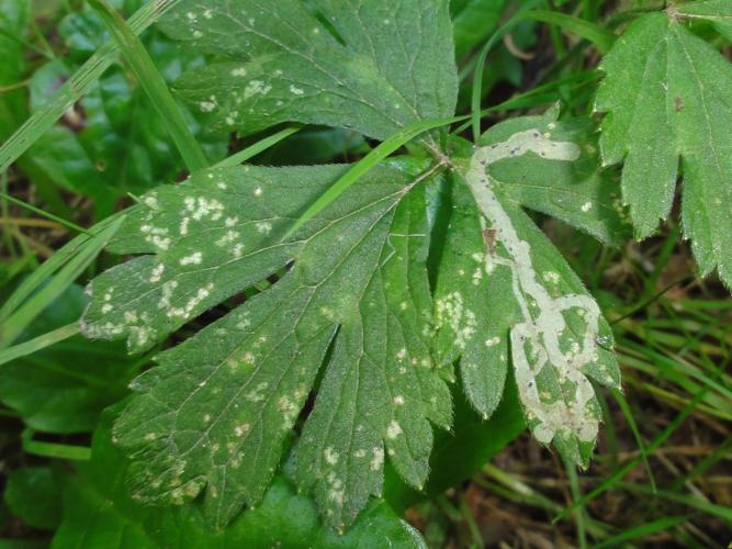 Mine de Phytomyza ranunculi sur une feuille de Renoncule © JOURDE Rémi