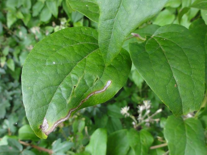 Mine de Phytomyza vitalbae sur une feuille de Clématite © JOURDE Rémi