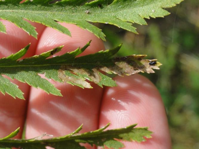 Mine de Phytomyza tanaceti sur Tanaisie © JOURDE Rémi