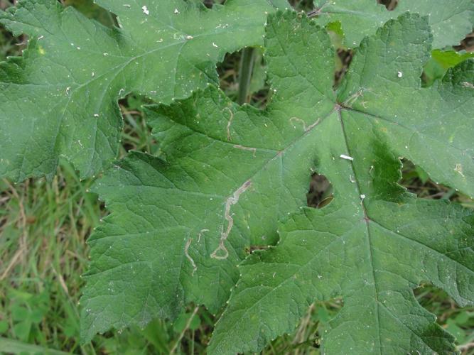 Mine de de Phytomyza spondylii sur une feuille d'Apiacée © JOURDE Rémi