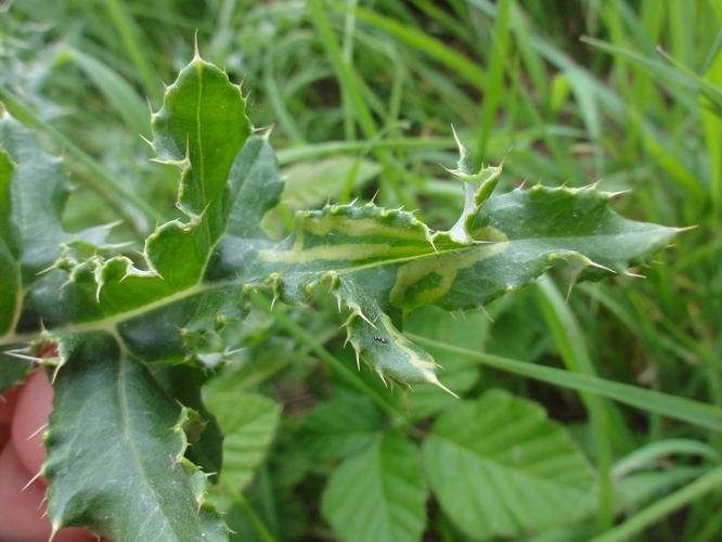 Mine de Phytomyza spinaciae sur une feuille de Cirse © JOURDE Rémi