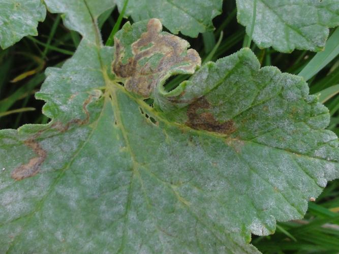 Mine de Phytomyza sphondyliivora sur une feuille d'Apiacée © JOURDE Rémi