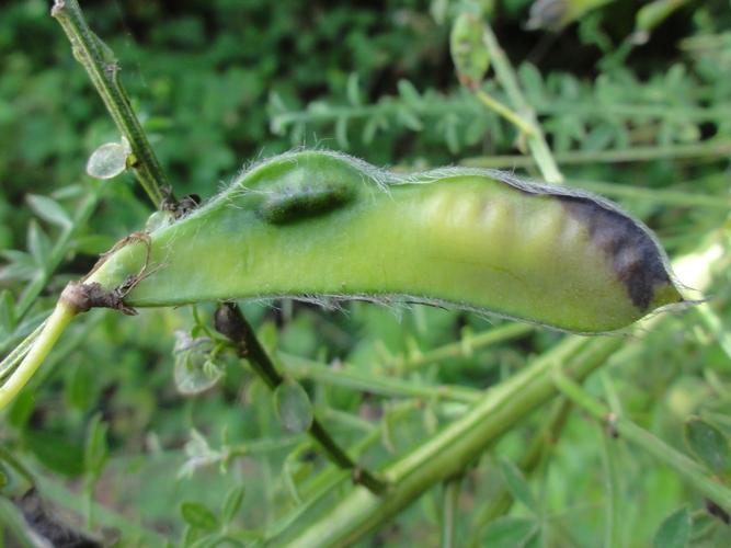 Galle d'Asphondylia sarothamni sur une fructification de Genêt © JOURDE Rémi