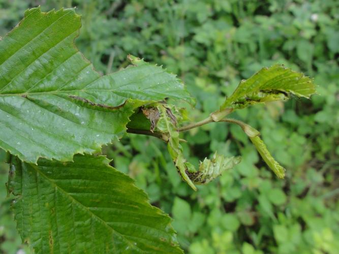 Feuilles de Charme parasitées par Contarinia carpini © JOURDE Rémi