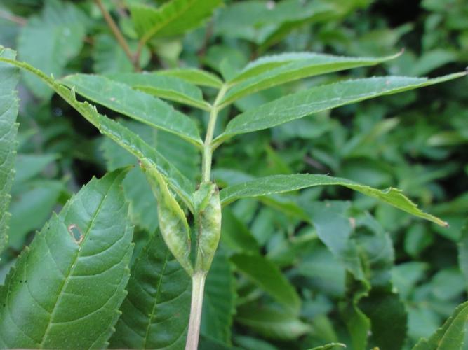 Galles de Dasineura acrophila sur feuille de Frêne © JOURDE Rémi