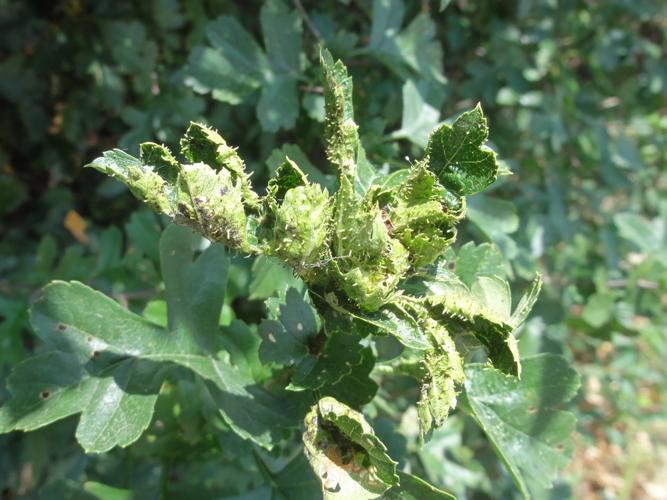 Feuilles d'Aupébine parasitées par Dasineura crataegi © JOURDE Rémi