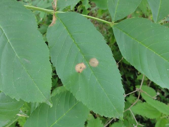 Feuille de Frêne parasitée par Dasineura fraxinea © JOURDE Rémi