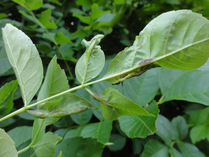 Feuille de Frêne parasitée par Dasineura fraxini © JOURDE Rémi