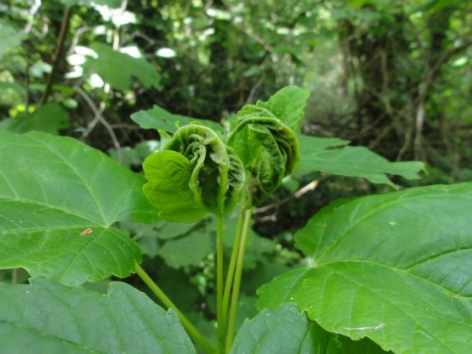 Feuille d'Erable parasitée par Dasineura irregularis © JOURDE Rémi