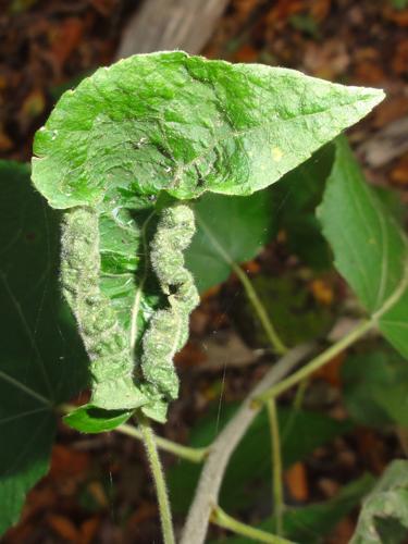 Feuille de Peuplier parasitée par Dasineura populeti © JOURDE Rémi