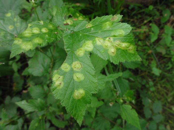 Feuille parasitée par Dasineura pustulans © JOURDE Rémi