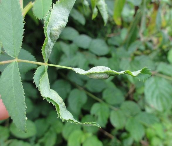 Feuille d'Eglantier parasitée par Dasineura rosae © JOURDE Rémi