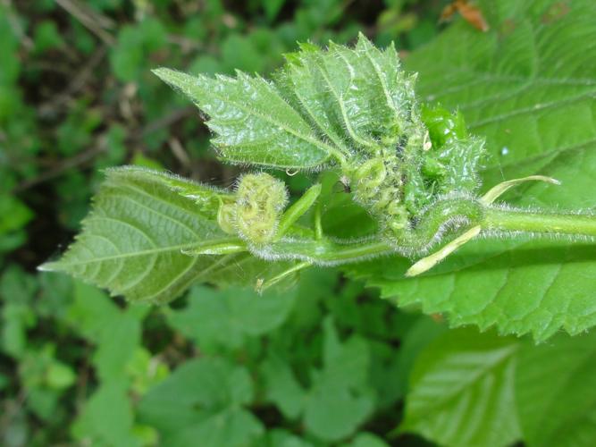 Feuille de Tilleul parasitée par Dasineura thomasiana © JOURDE Rémi