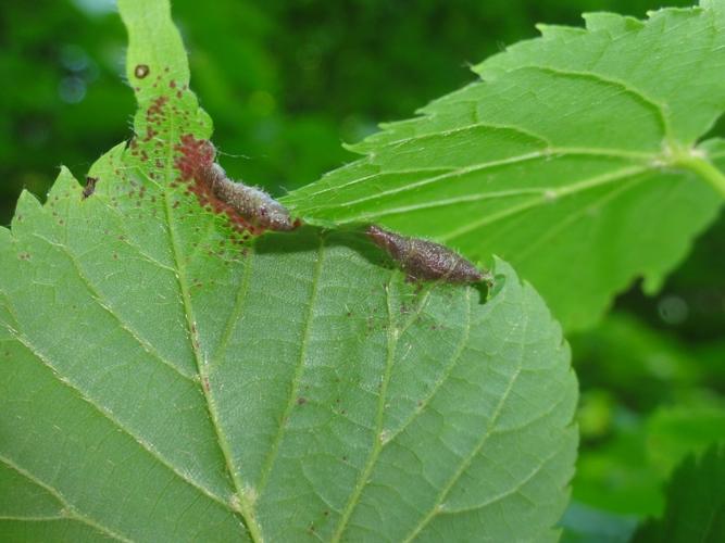 Feuille de Tilleul parasitée par Dasineura tiliae © JOURDE Rémi