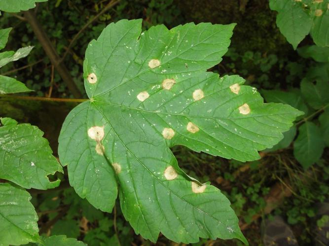 Feuille d'Érable sycomore parasitée par Drisina glutinosa © JOURDE Rémi