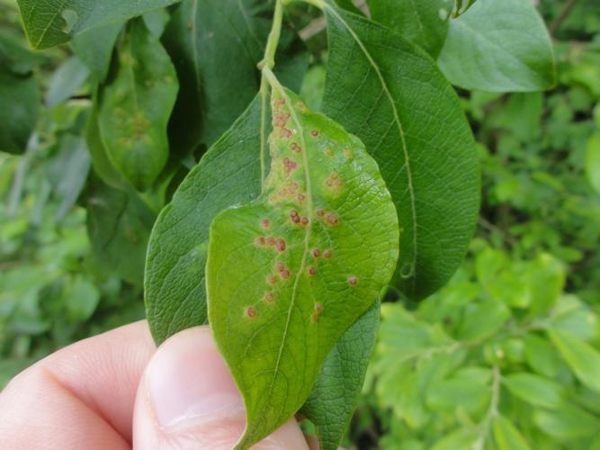 Galles de Iteomyia capreae sur feuille de Saule © JOURDE Rémi