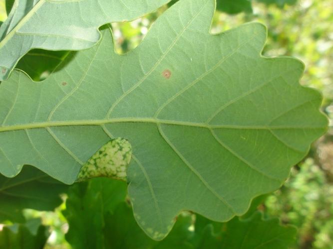 Feuille de Chêne parasitée par Macrodiplosis pustularis © JOURDE Rémi