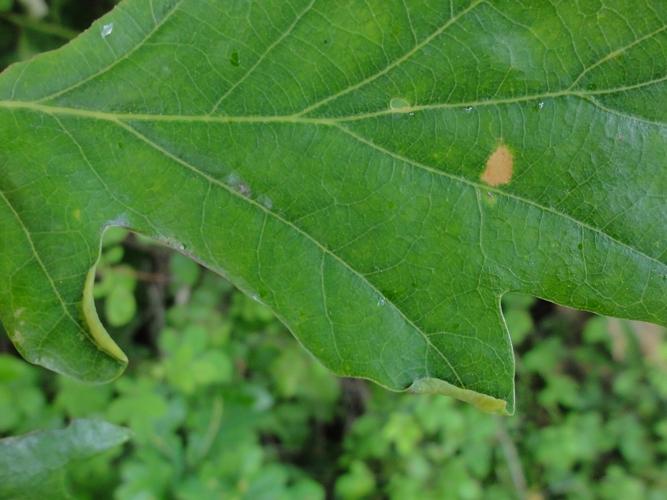 Feuille de Chêne parasitée par Macrodiplosis volvens © JOURDE Rémi