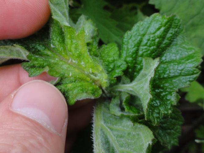 Feuille de Grande Berce parasitée par Macrolabis heraclei © JOURDE Rémi