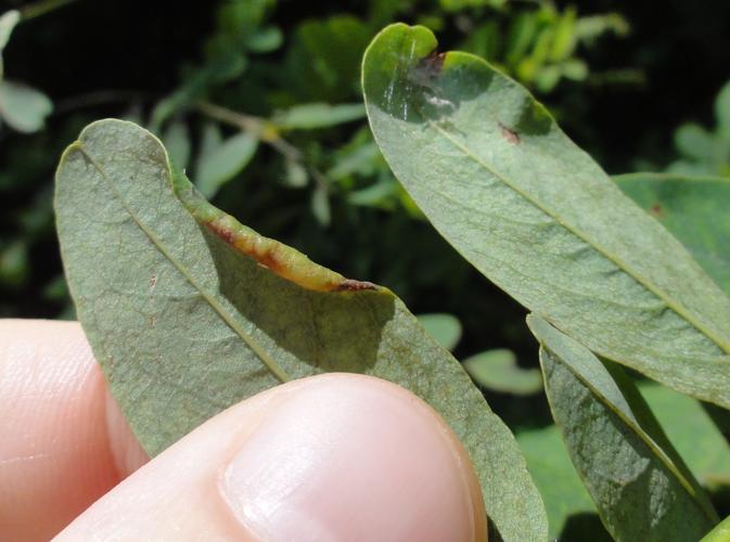 Feuille de Robinier faux-acacia parasitée par Obolodiplosis robiniae © JOURDE Rémi