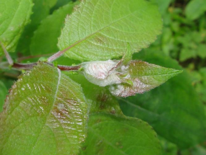 Feuilles de Saule parasitées par Rabdophaga iteobia © JOURDE Rémi