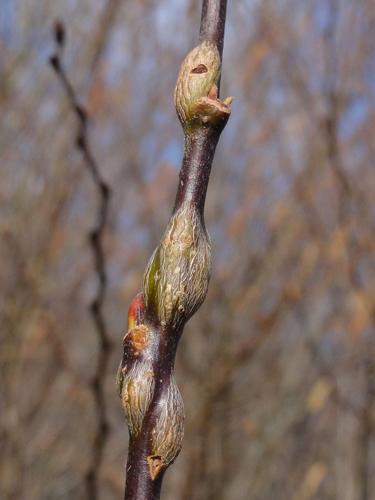 Rameau de Saule parasité par Rabdophaga salicis © JOURDE Rémi