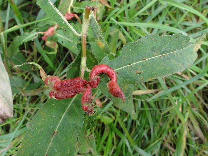 Galle de Wachtliella persicariae sur Renouée à feuilles d'oseille © JOURDE Rémi