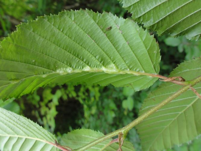 Feuille de Charme parasitée par Zygiobia carpini © JOURDE Rémi