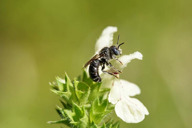 Osmia spinulosa © GRUAU Kévin