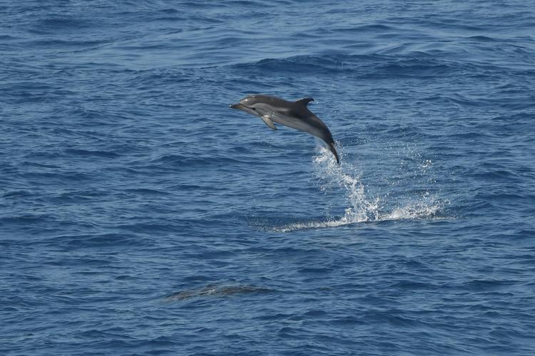 Dauphin Bleu et Blanc © RENOULT Julien