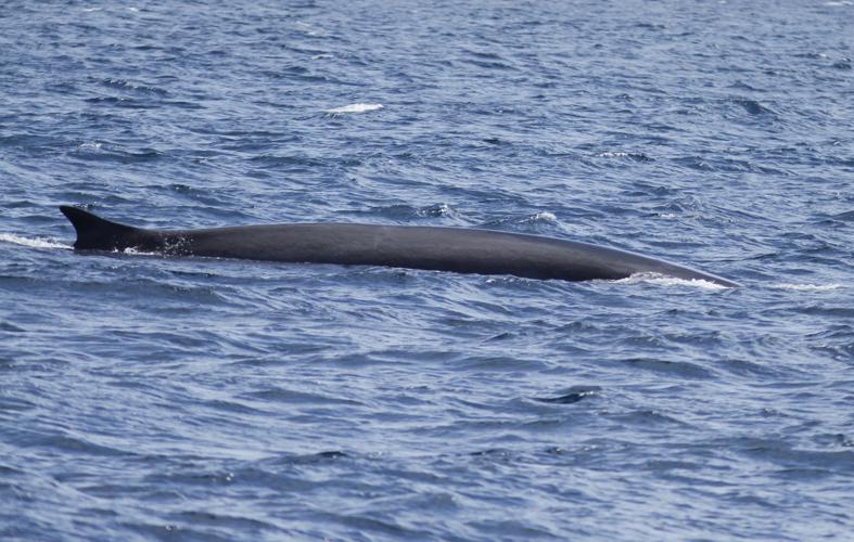 Rorqual Commun © RENOULT Julien