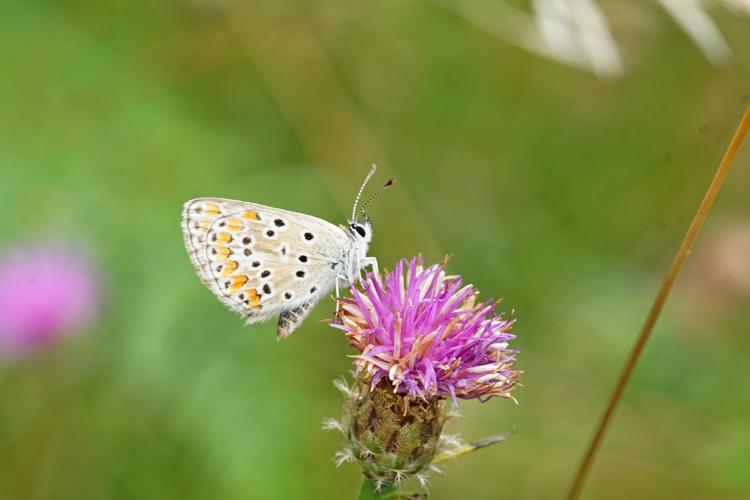 Aricia agestis © GRUAU Kévin