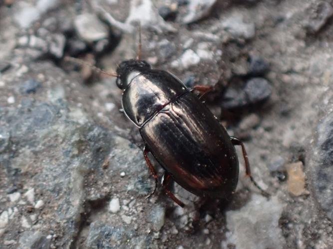 Adulte d'Amara tibialis © HALLART Guénael (CPIE des Pays de l'Aisne)