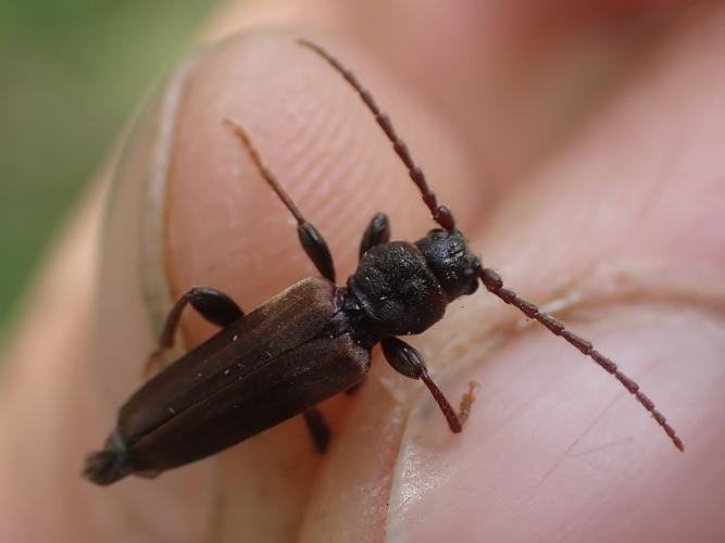 Tetropium fuscum adulte © HALLART Guénael (CPIE des Pays de l'Aisne)