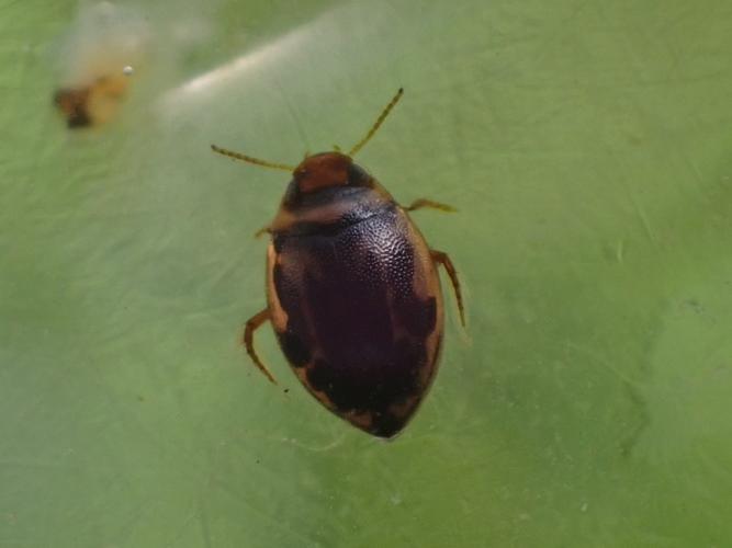 Adulte d'Hygrotus inaequalis © HALLART Guénael (CPIE des Pays de l'Aisne)