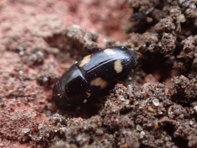 Adulte de Glischrochilus quadrisignatus © HALLART Guénael (CPIE des Pays de l'Aisne)