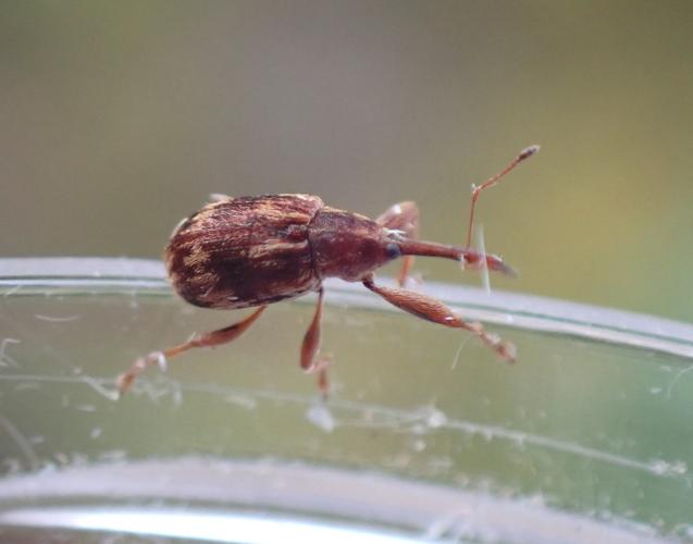 Adulte d'Anthonomus rectirostris © HALLART Guénael (CPIE des Pays de l'Aisne)