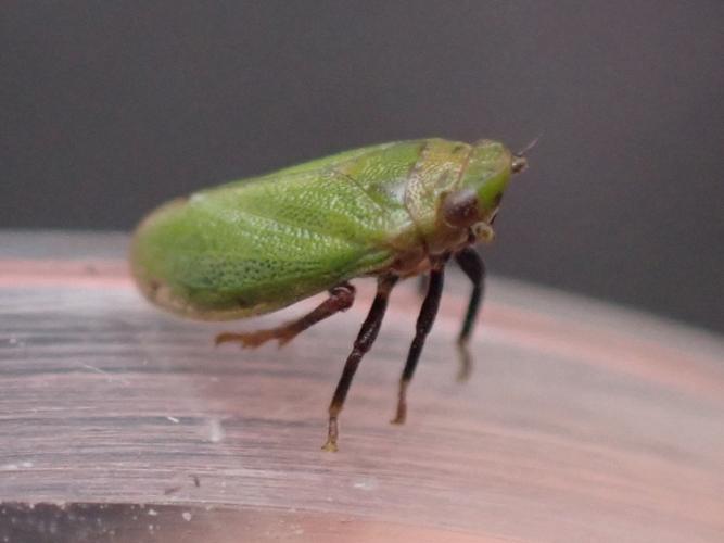 Adulte de Tettigometra virescens © HALLART Guénael (CPIE des Pays de l'Aisne)