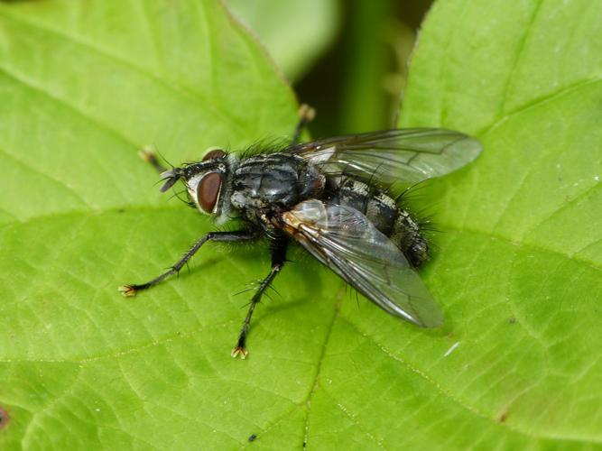 Adulte de Phorocera assimilis © Simon BARBIER