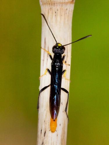 Calameuta pygmaea adulte © BOYS Denis