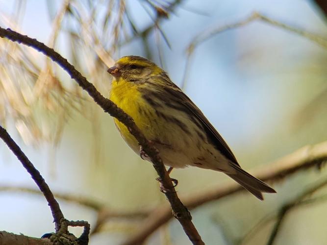 Serin cini © GASCHET Didier