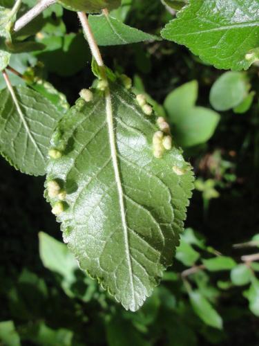 Galles sur Prunellier provoquées par Eriophyes prunispinosae © JOURDE Rémi