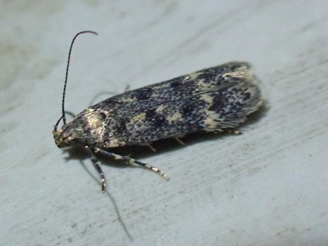 Imago de Bryotropha basaltinella © HALLART Guénael