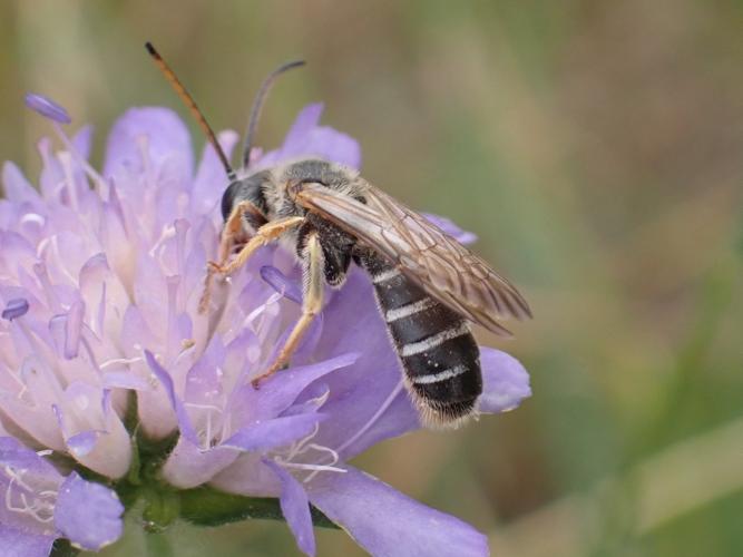 Mâle de Halictus quadricinctus © HALLART Guénael, CPIE02