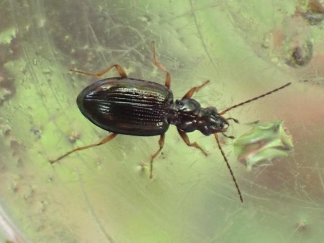 Adulte de Bembidion latinum © HALLART Guénael, CPIE02