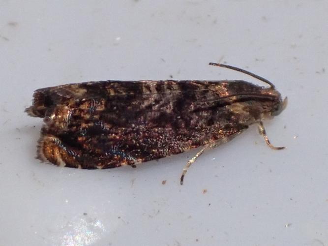 Imago de Grapholita janthinana © HALLART Guénael, CPIE02