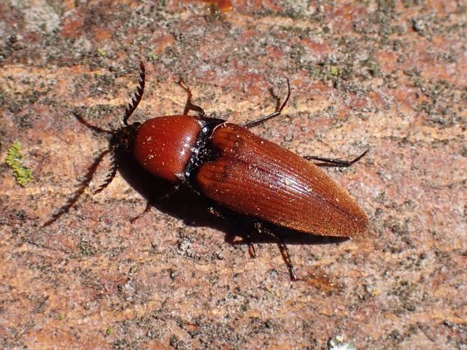 Imago d'Elater ferrugineus © HALLART Guénael, CPIE02